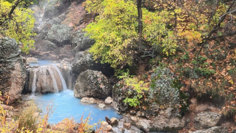 a forest based spring with a small water fall