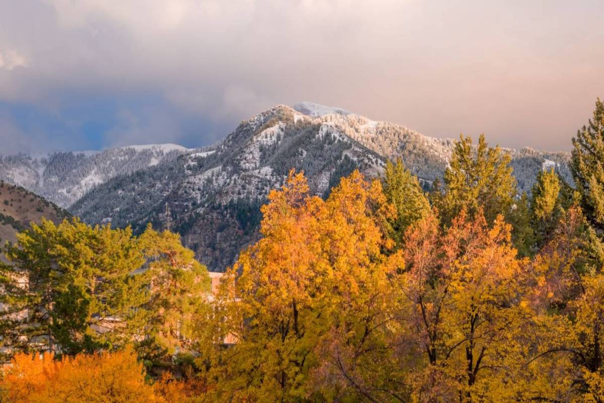 mountains and trees in logan
