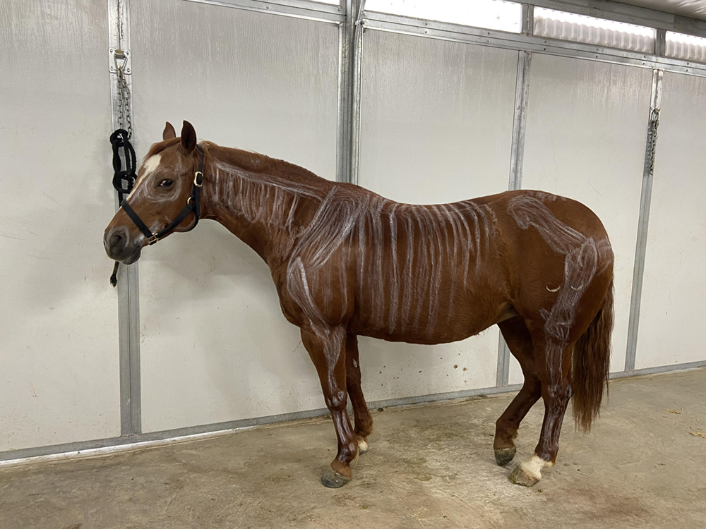 A horse with chalk markings on it
