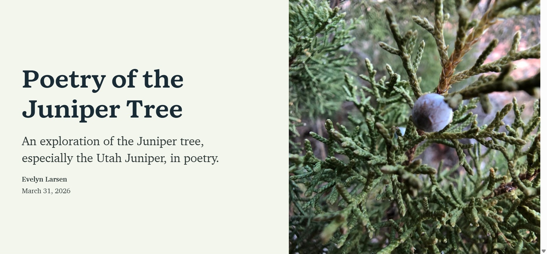 poetry of the juniper tree cover an expanation of the juniper tree, especially the utah Juniper, in poetry by evelyn larsen march 31, 2026