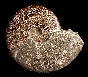 Ammonite fossil