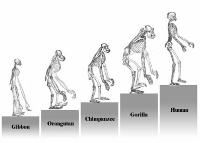 Ascent of Primates according to a linear model