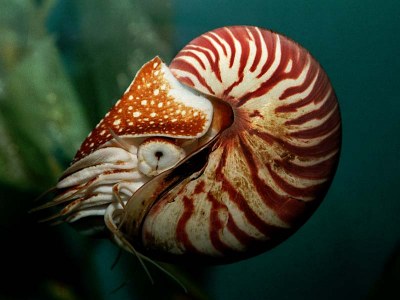 Nautilus
