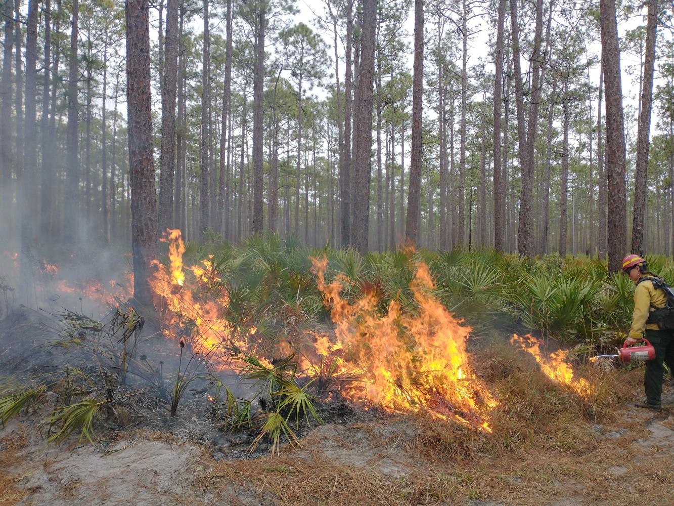A small wildfire burning amongst trees.